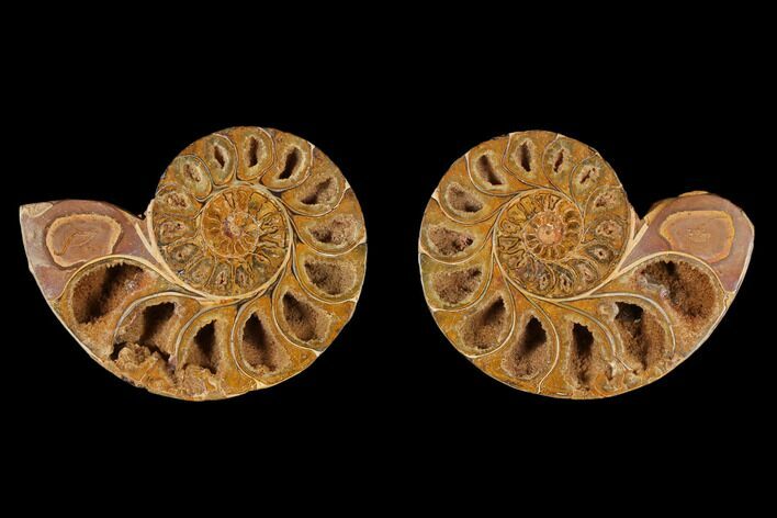 Cut & Polished Agatized Ammonite Fossil- Jurassic #131706